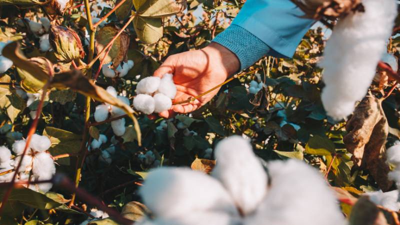 SUKHIN GLOBAL (India) a Century of Cotton Trade, A Future of Commitment